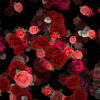 vj video background Mulicolored-Roses-Bouquets-Falling-Down-Looped-Motion-Background-pzli5k-1920_003