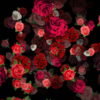 Mulicolored-Roses-Bouquets-Falling-Down-Looped-Motion-Background-pzli5k-1920_004 VJ Loops Farm