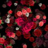 Mulicolored-Roses-Bouquets-Falling-Down-Looped-Motion-Background-pzli5k-1920_005 VJ Loops Farm