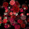 Mulicolored-Roses-Bouquets-Falling-Down-Looped-Motion-Background-pzli5k-1920_006 VJ Loops Farm