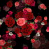 Mulicolored-Roses-Bouquets-Falling-Down-Looped-Motion-Background-pzli5k-1920_007 VJ Loops Farm