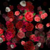 Mulicolored-Roses-Bouquets-Falling-Down-Looped-Motion-Background-pzli5k-1920_008 VJ Loops Farm