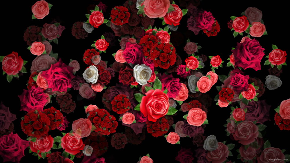 Mulicolored-Roses-Bouquets-Falling-Down-Looped-Motion-Background-pzli5k-1920_009 VJ Loops Farm