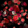 Mulicolored-Roses-Bouquets-Falling-Down-Looped-Motion-Background-pzli5k-1920_009 VJ Loops Farm