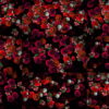 Multi-layered-diagonal-move-of-red-autumn-carnation-flower-motion-background-halq8g-1920 VJ Loops Farm