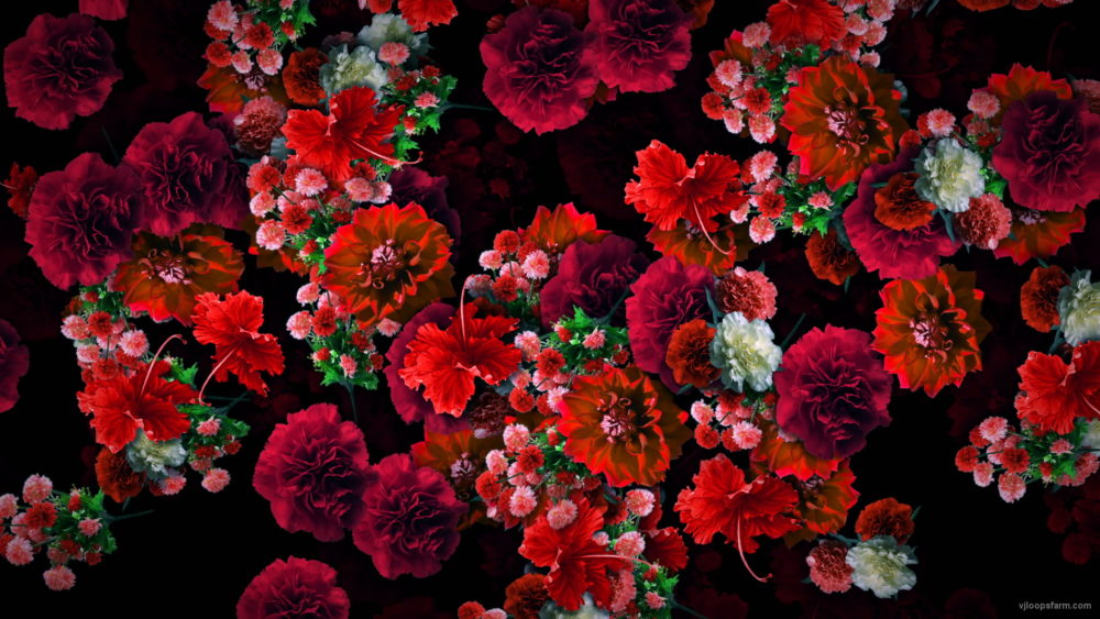 vj video background Multi-layered-diagonal-move-of-red-autumn-carnation-flower-motion-background-halq8g-1920_003