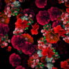 Multi-layered-diagonal-move-of-red-autumn-carnation-flower-motion-background-halq8g-1920_004 VJ Loops Farm