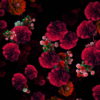 Multi-layered-diagonal-move-of-red-autumn-carnation-flower-motion-background-halq8g-1920_006 VJ Loops Farm
