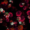 Multi-layered-diagonal-move-of-red-autumn-carnation-flower-motion-background-halq8g-1920_007 VJ Loops Farm