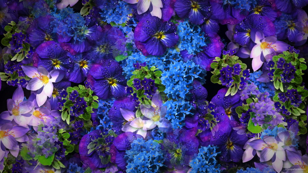 Natural-Beautiful-Violet-Purple-Blue-Flowers-Flying-Up-Concert-Wedding-Decorations-mpm4gf-1920_004 VJ Loops Farm