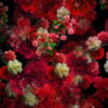 Numerous-Red-Flowers-Slowly-Flying-Upward-on-Looped-Motion-Background-ycrauh-1920_002 VJ Loops Farm