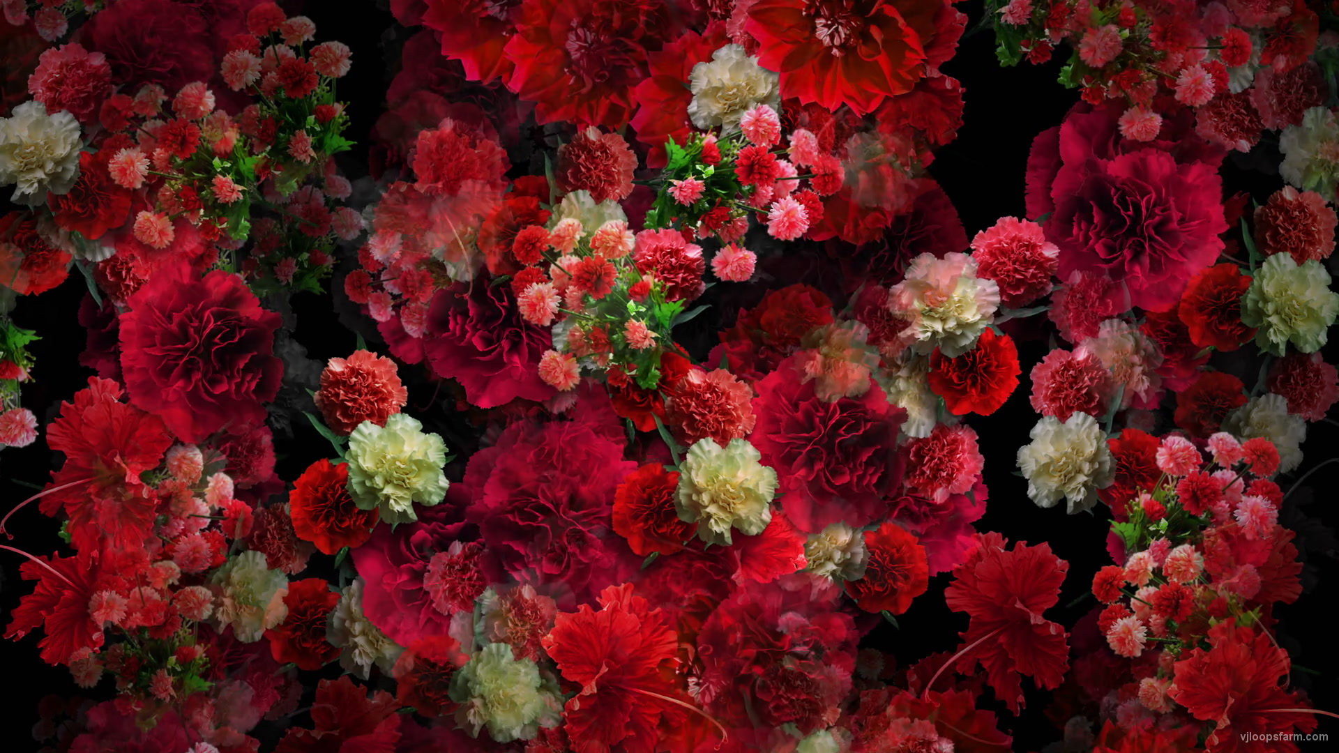 Numerous Red Flowers Slowly Flying Upward on Looped Motion Background