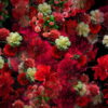 vj video background Numerous-Red-Flowers-Slowly-Flying-Upward-on-Looped-Motion-Background-ycrauh-1920_003