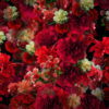 Numerous-Red-Flowers-Slowly-Flying-Upward-on-Looped-Motion-Background-ycrauh-1920_004 VJ Loops Farm