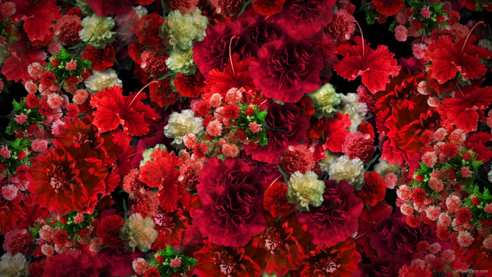 Numerous-Red-Flowers-Slowly-Flying-Upward-on-Looped-Motion-Background-ycrauh-1920_005 VJ Loops Farm