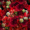 Numerous-Red-Flowers-Slowly-Flying-Upward-on-Looped-Motion-Background-ycrauh-1920_005 VJ Loops Farm