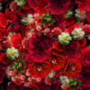 Numerous-Red-Flowers-Slowly-Flying-Upward-on-Looped-Motion-Background-ycrauh-1920_006 VJ Loops Farm