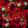 Numerous-Red-Flowers-Slowly-Flying-Upward-on-Looped-Motion-Background-ycrauh-1920_007 VJ Loops Farm