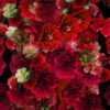 Numerous-Red-Flowers-Slowly-Flying-Upward-on-Looped-Motion-Background-ycrauh-1920_008 VJ Loops Farm