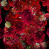 Numerous-Red-Flowers-Slowly-Flying-Upward-on-Looped-Motion-Background-ycrauh-1920_009 VJ Loops Farm