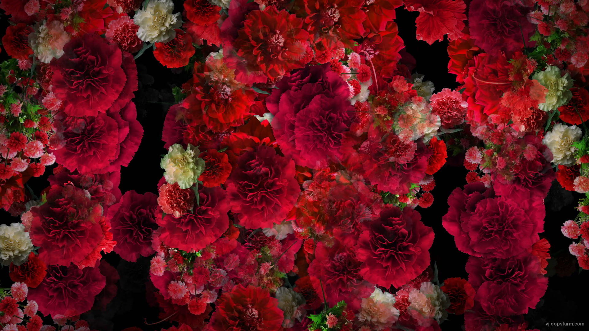 Numerous Red Flowers Slowly Flying Upward on Looped Motion Background