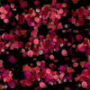 Pink-Red-Roses-Bouquets-Flying-up-Right-Motion-Background-xxfe91-1920 VJ Loops Farm