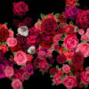 Pink-Red-Roses-Bouquets-Flying-up-Right-Motion-Background-xxfe91-1920_002 VJ Loops Farm