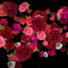 Pink-Red-Roses-Bouquets-Flying-up-Right-Motion-Background-xxfe91-1920_004 VJ Loops Farm