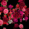 Pink-Red-Roses-Bouquets-Flying-up-Right-Motion-Background-xxfe91-1920_005 VJ Loops Farm