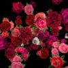 Pink-Red-Roses-Bouquets-Flying-up-Right-Motion-Background-xxfe91-1920_006 VJ Loops Farm