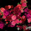 Pink-Red-Roses-Bouquets-Flying-up-Right-Motion-Background-xxfe91-1920_007 VJ Loops Farm