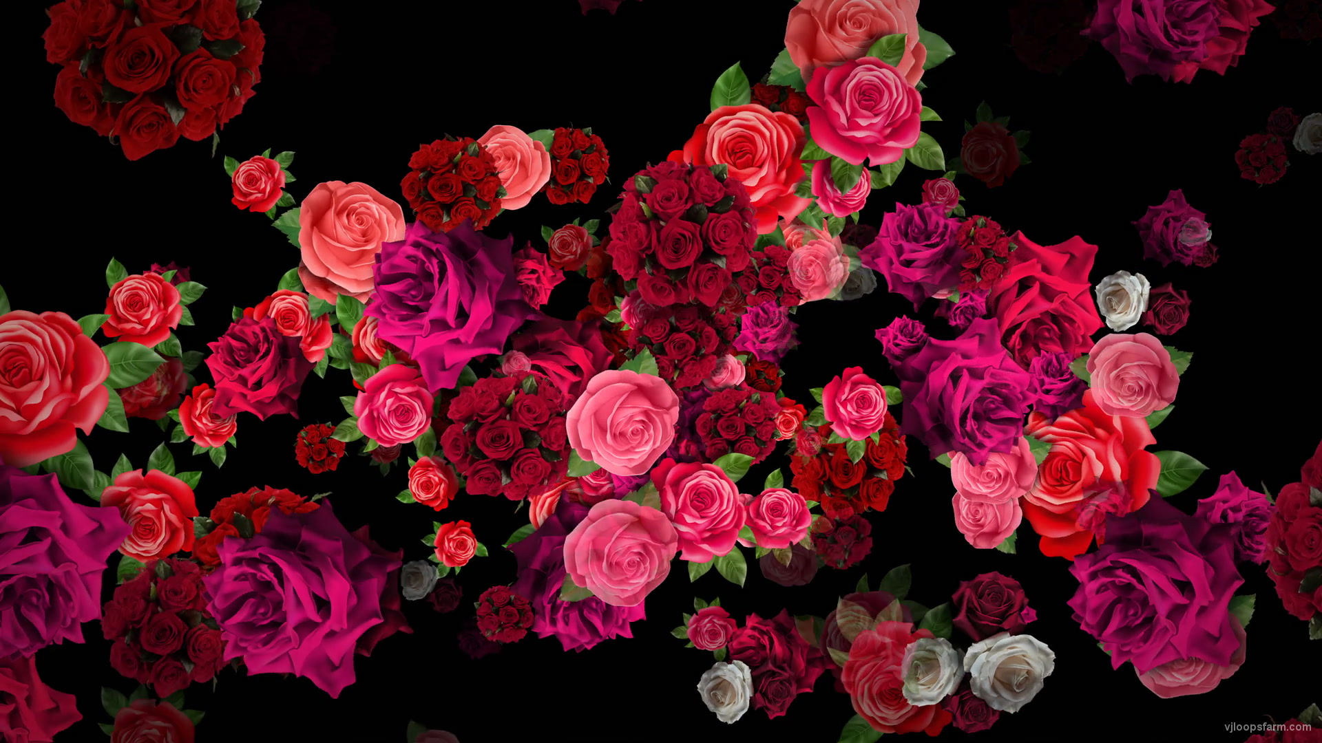 Pink Red Roses Bouquets Flying up Right Motion Background