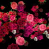 Pink-Red-Roses-Bouquets-Flying-up-Right-Motion-Background-xxfe91-1920_008 VJ Loops Farm