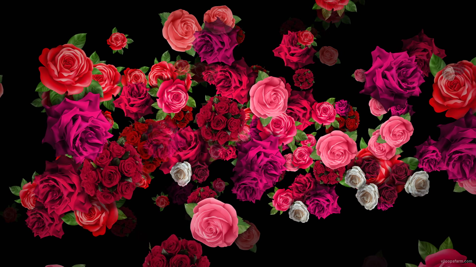 Pink Red Roses Bouquets Flying up Right Motion Background