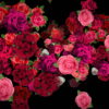 Pink-Red-Roses-Bouquets-Flying-up-Right-Motion-Background-xxfe91-1920_009 VJ Loops Farm