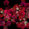 Pink-and-Purple-Red-Flowers-Flow-Looped-Motion-Background-qn7owm-1920_002 VJ Loops Farm