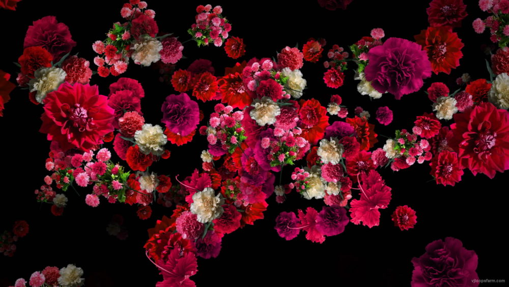Pink-and-Purple-Red-Flowers-Flow-Looped-Motion-Background-qn7owm-1920_004 VJ Loops Farm
