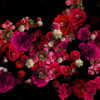 Pink-and-Purple-Red-Flowers-Flow-Looped-Motion-Background-qn7owm-1920_007 VJ Loops Farm