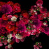 Pink-and-Purple-Red-Flowers-Flow-Looped-Motion-Background-qn7owm-1920_009 VJ Loops Farm
