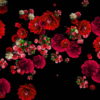 Red-Carnation-Bouquets-Slowly-Falling-Motion-Background-iyn6tc-1920_001 VJ Loops Farm