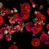 Red-Carnation-Bouquets-Slowly-Falling-Motion-Background-iyn6tc-1920_002 VJ Loops Farm