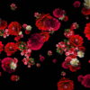 vj video background Red-Carnation-Bouquets-Slowly-Falling-Motion-Background-iyn6tc-1920_003