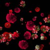 Red-Carnation-Bouquets-Slowly-Falling-Motion-Background-iyn6tc-1920_005 VJ Loops Farm
