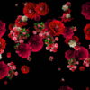 Red-Carnation-Bouquets-Slowly-Falling-Motion-Background-iyn6tc-1920_009 VJ Loops Farm