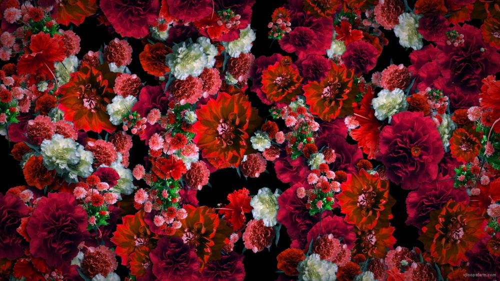 Red-Spring-Flowers-Counter-move-Flows-Motion-Decoration-Background-lubgxp-1920_007 VJ Loops Farm