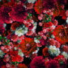 Red-Spring-Flowers-Counter-move-Flows-Motion-Decoration-Background-lubgxp-1920_008 VJ Loops Farm
