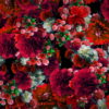 Red-Spring-Flowers-Counter-move-Flows-Motion-Decoration-Background-lubgxp-1920_009 VJ Loops Farm