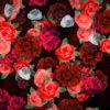 Roses-Flowers-Different-Directions-Flow-Looped-Concert-Decorations-vvq38w-1920_002 VJ Loops Farm