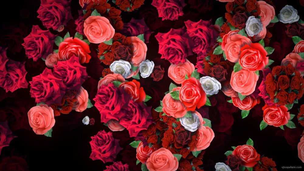 Roses-Flowers-Different-Directions-Flow-Looped-Concert-Decorations-vvq38w-1920_004 VJ Loops Farm