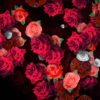 Roses-Flowers-Different-Directions-Flow-Looped-Concert-Decorations-vvq38w-1920_005 VJ Loops Farm